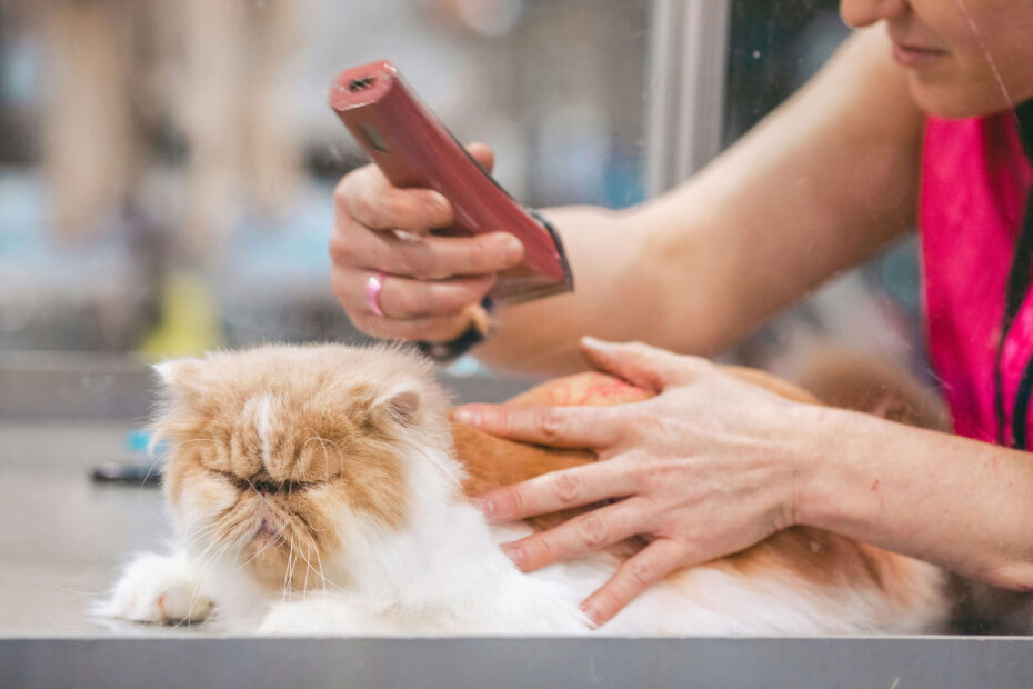 Cat Grooming: What to Expect