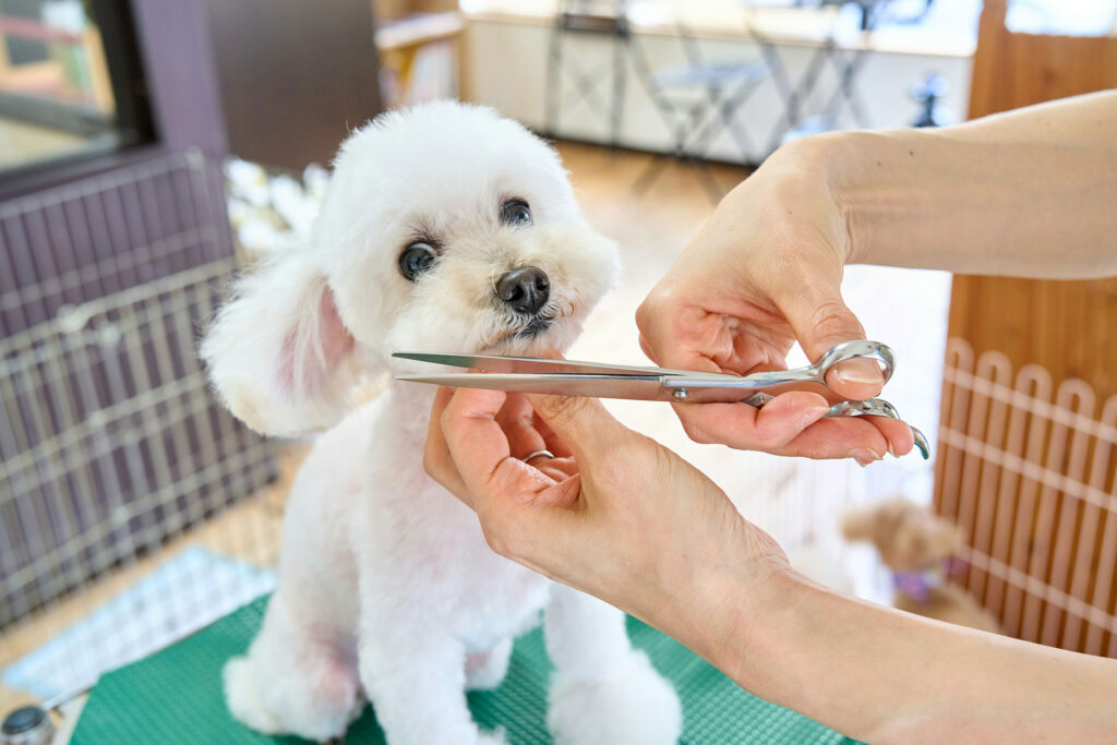 dog grooming west van