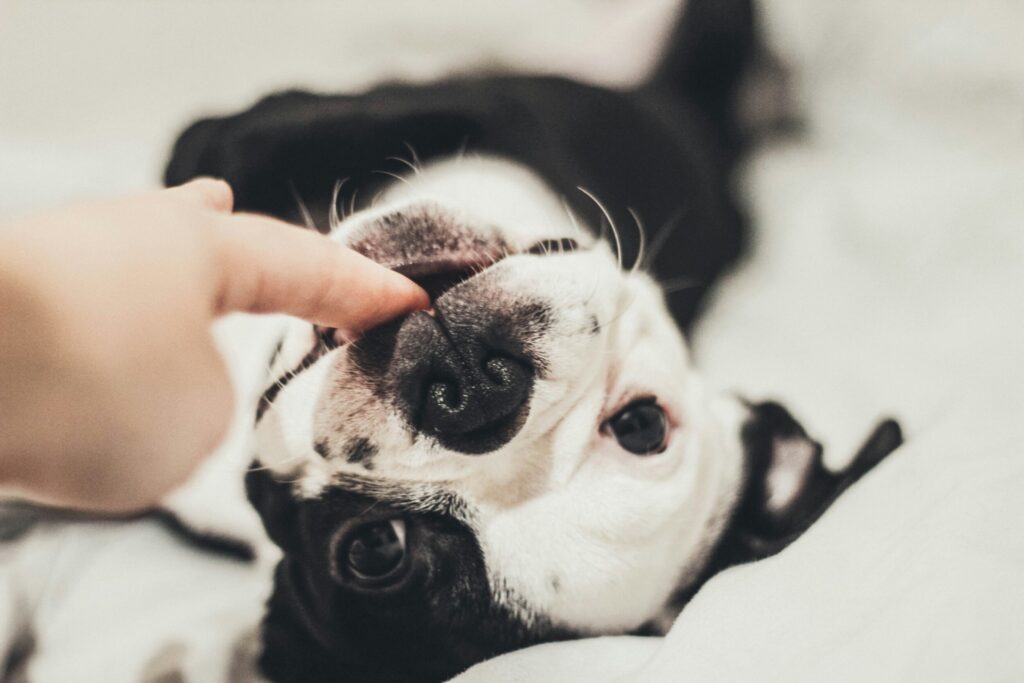 PetLux Groomer Spotlight