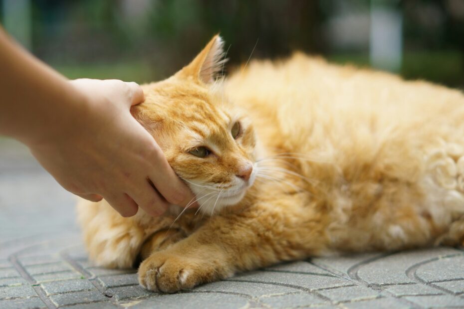 How We Handle Nervous Cats