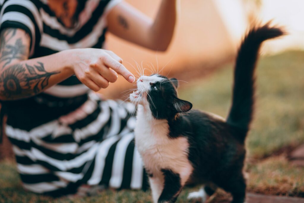 How Often Should You Groom Your Dog or Cat?