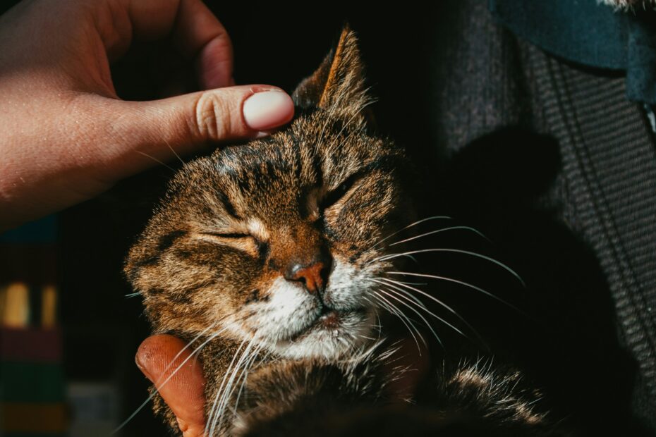 Pet Spa Day at Home