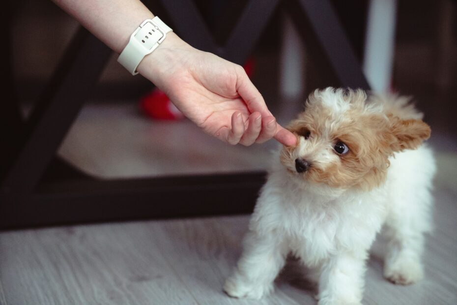 The Science of Grooming Products