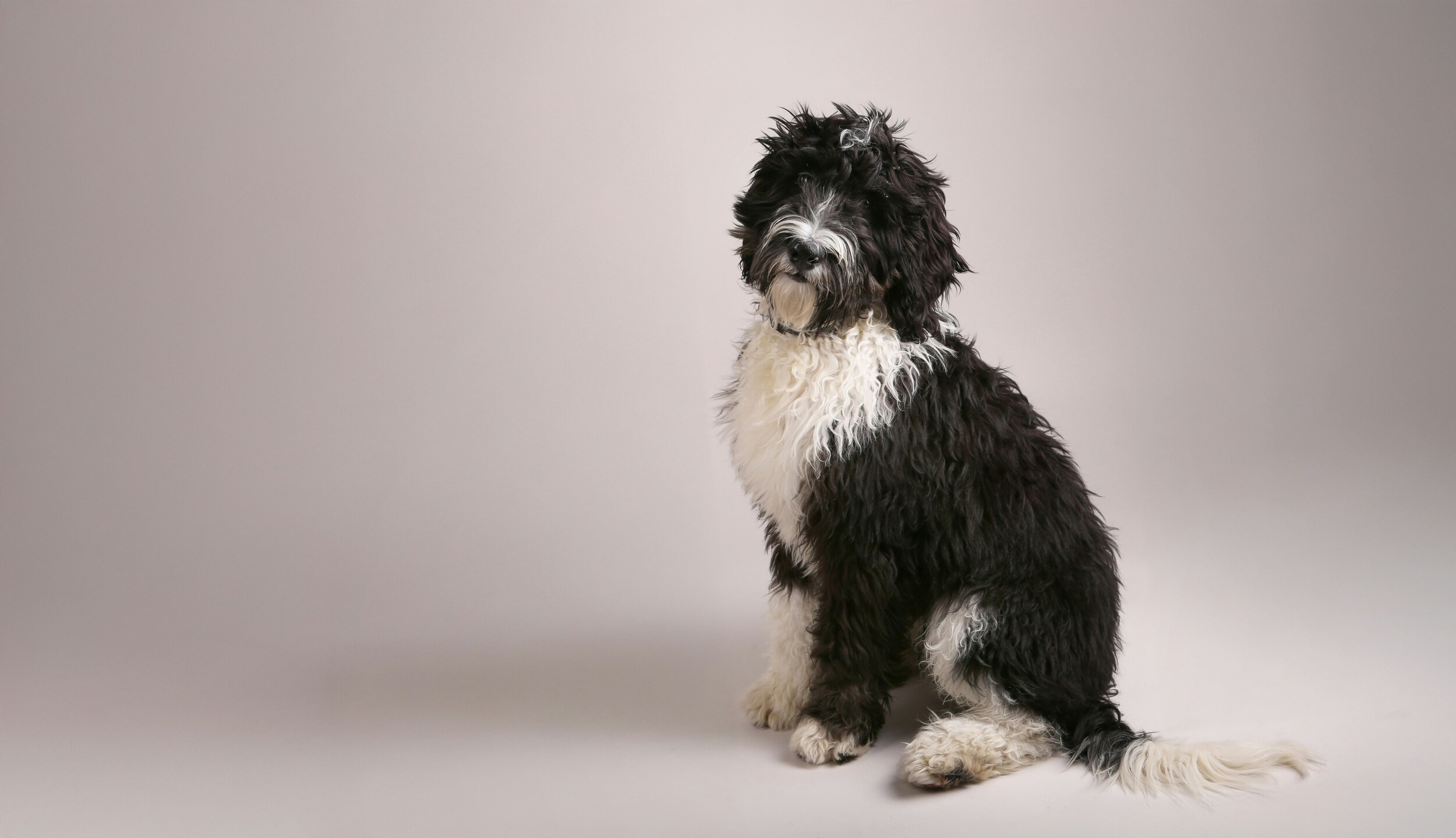 Grooming Senior Pets: Special Needs