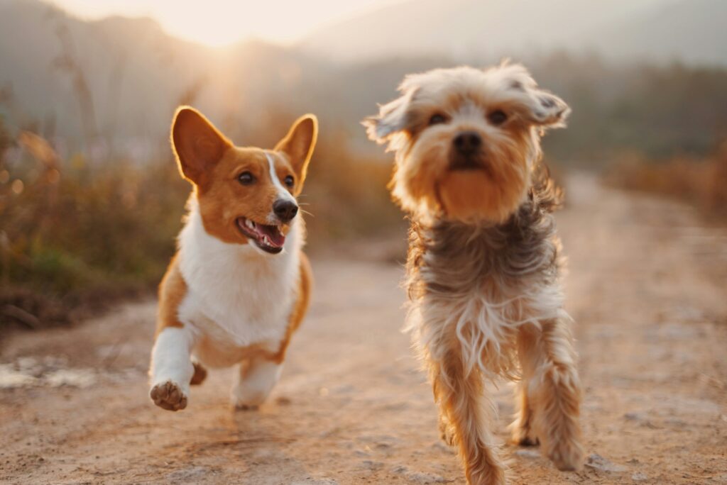 Grooming for Active/Outdoor Dogs