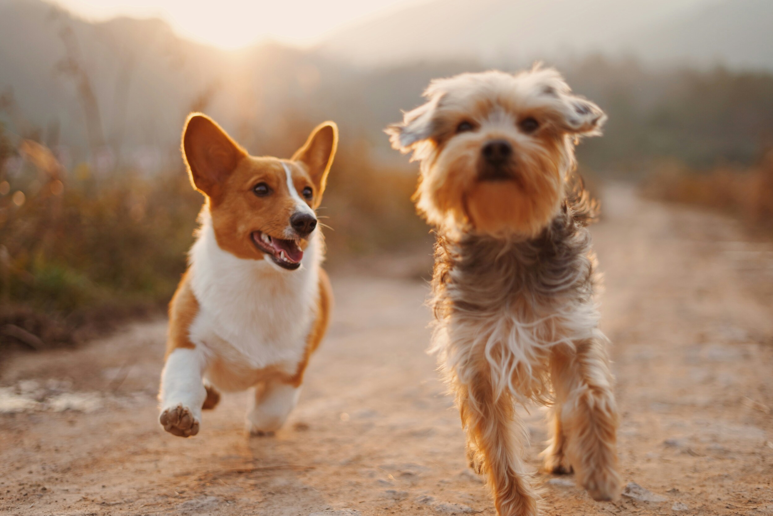Grooming for Active/Outdoor Dogs