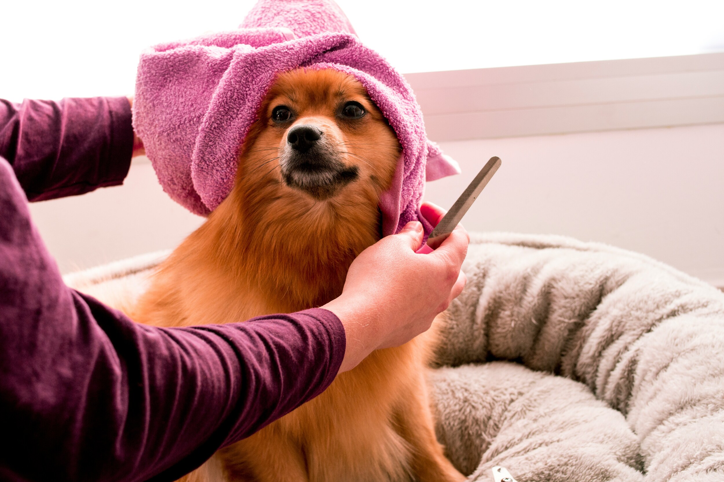 DIY vs Professional Grooming