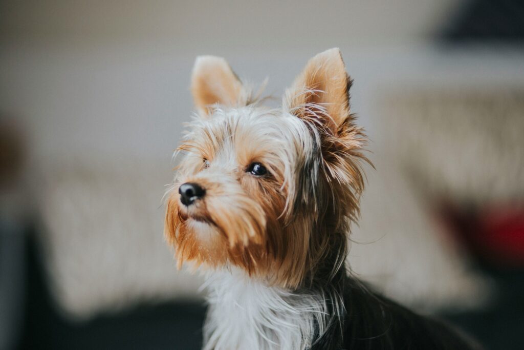 Seasonal Grooming Needs in West Vancouver