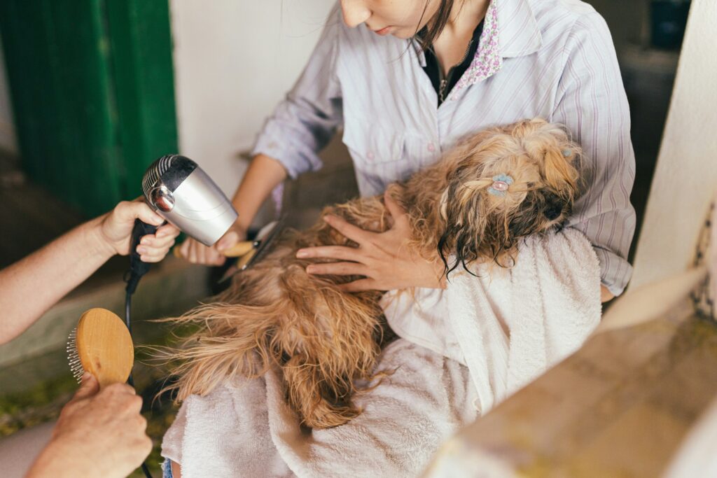Benefits of Regular Dog Grooming