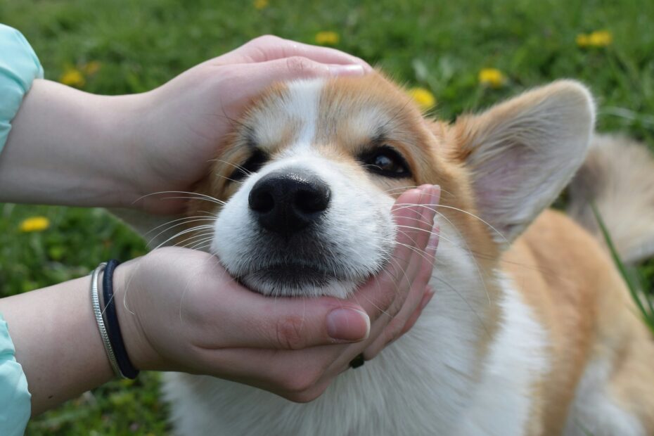 What Makes PetLux a Pet Spa?