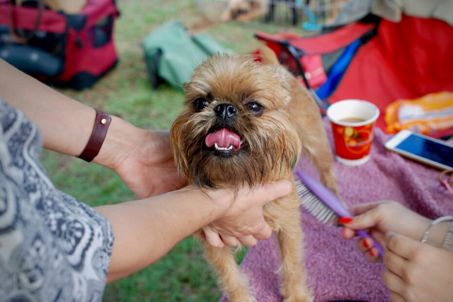 First Grooming Visit Checklist
