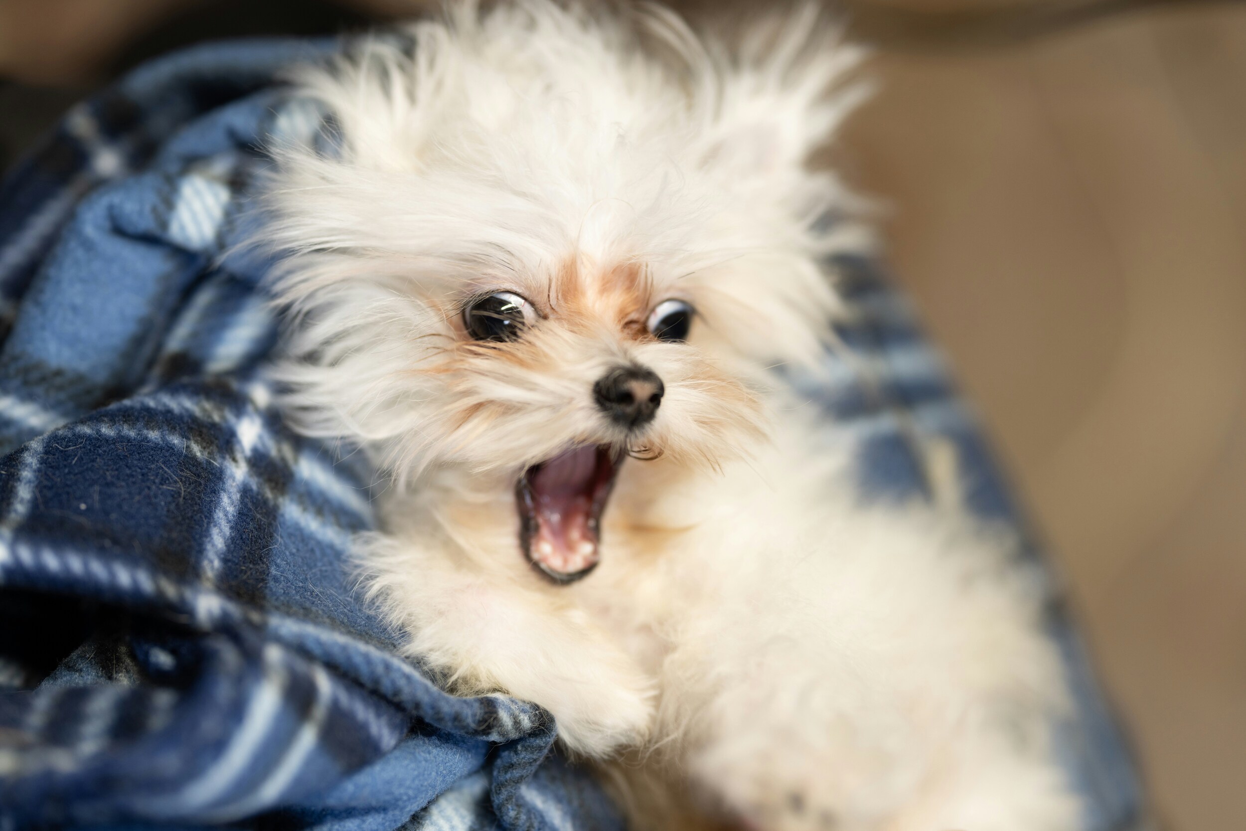 Dealing with Anxious Pets During Grooming