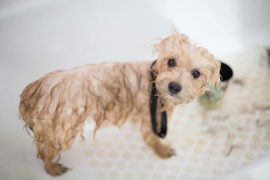 Understanding Double-Coated Dogs