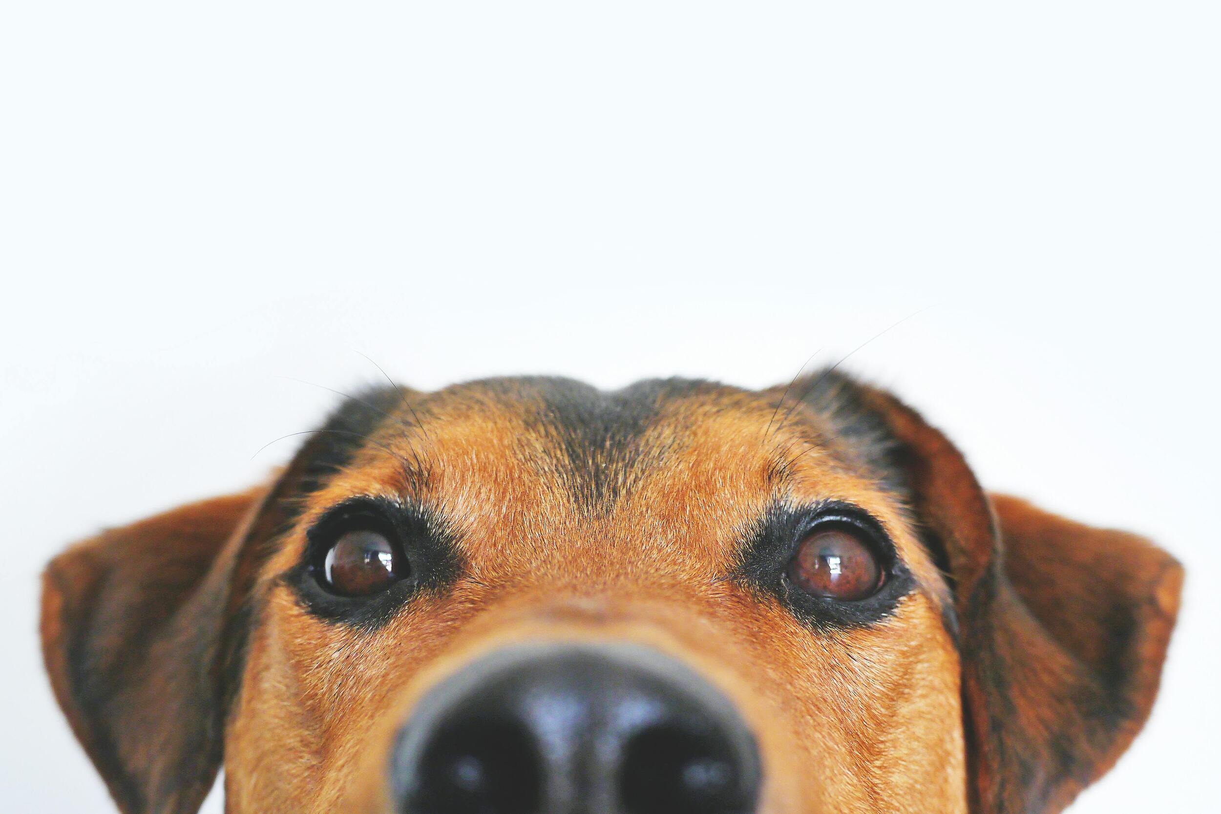 How Should Grooming for Senior Pets