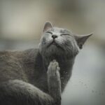 Managing Matting in Long-Haired Cats