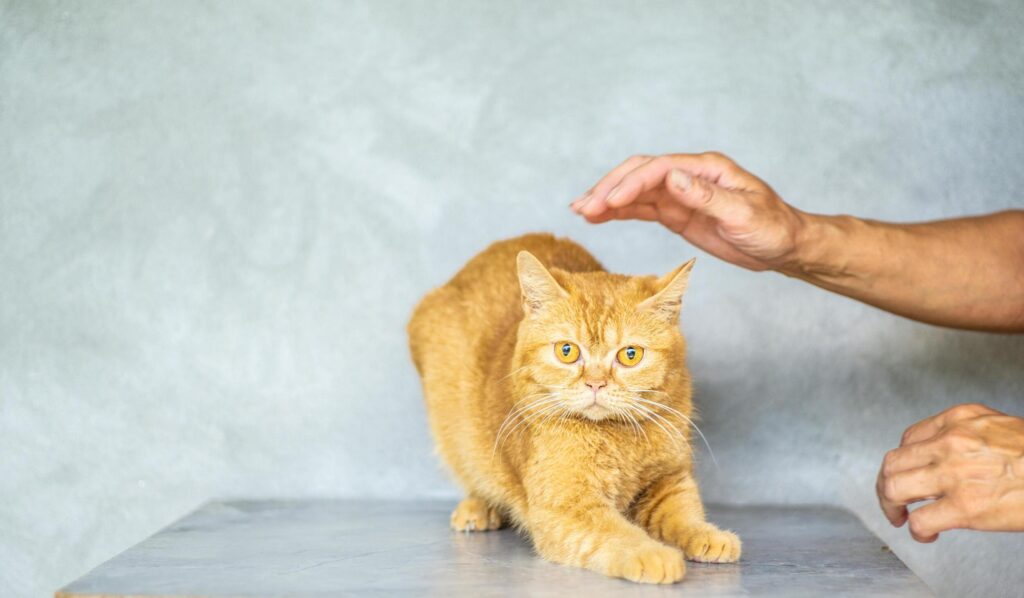 How to Groom Your Cat at Home (Without the Drama)