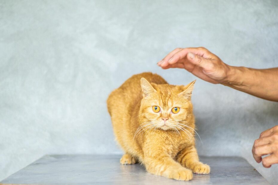 How to Groom Your Cat at Home (Without the Drama)