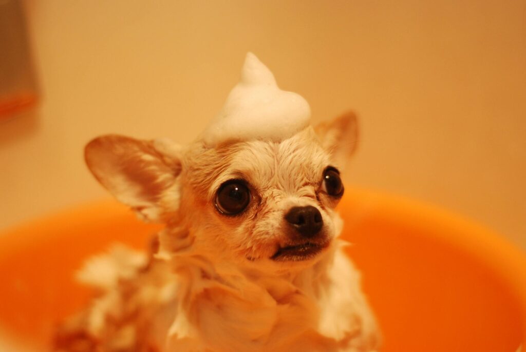 Mobile Pet Grooming vs. Salon Grooming