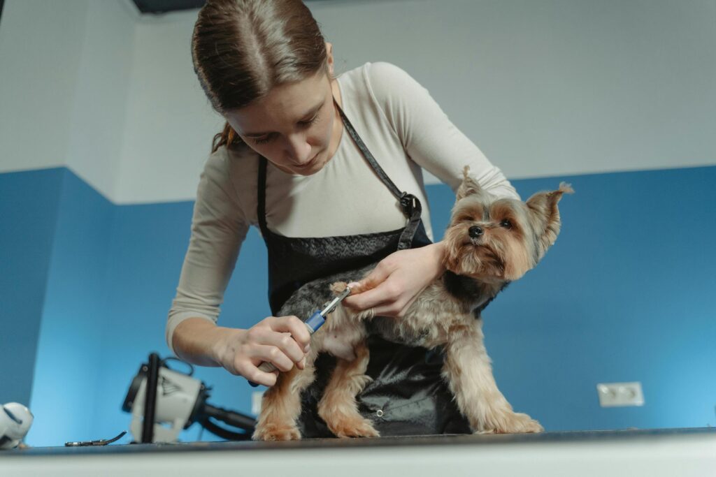Ear Care for Dogs and Cats