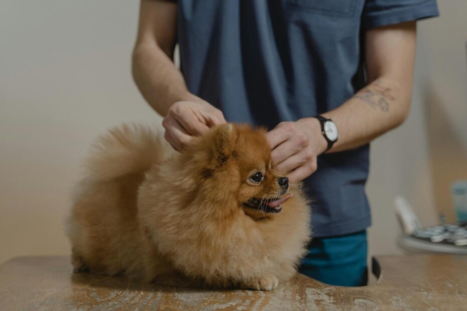 Grooming Safety: What Your Groomer Wants You to Know