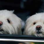 Signs Your Dog’s Coat Needs Professional Attention