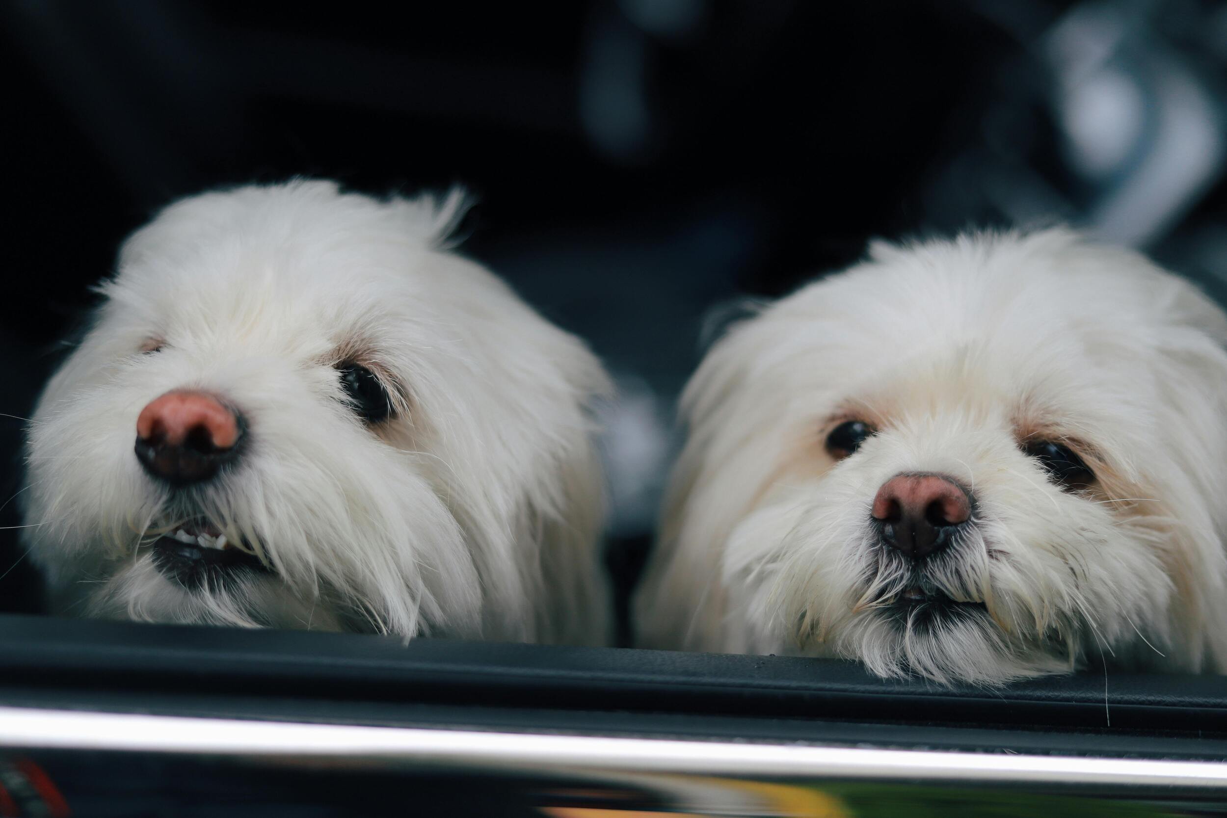 Hypoallergenic Shampoos and Skin-Sensitive Pets