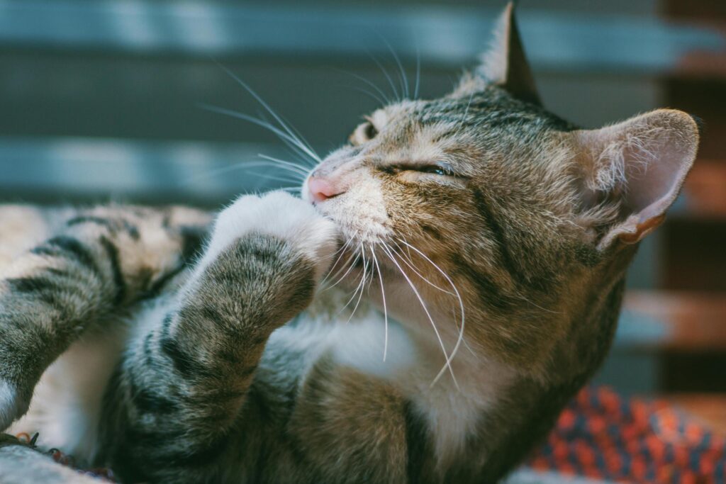 Choosing the Right Grooming Tools for Home