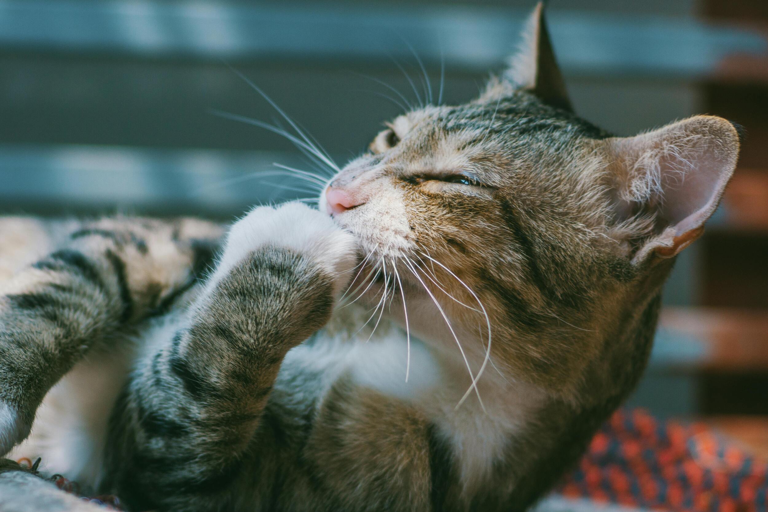 Choosing the Right Grooming Tools for Home