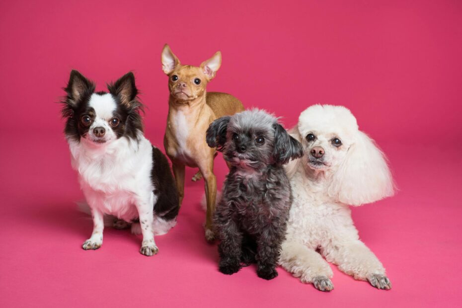 Top 10 Dog Grooming Tips for Busy Pet Owners