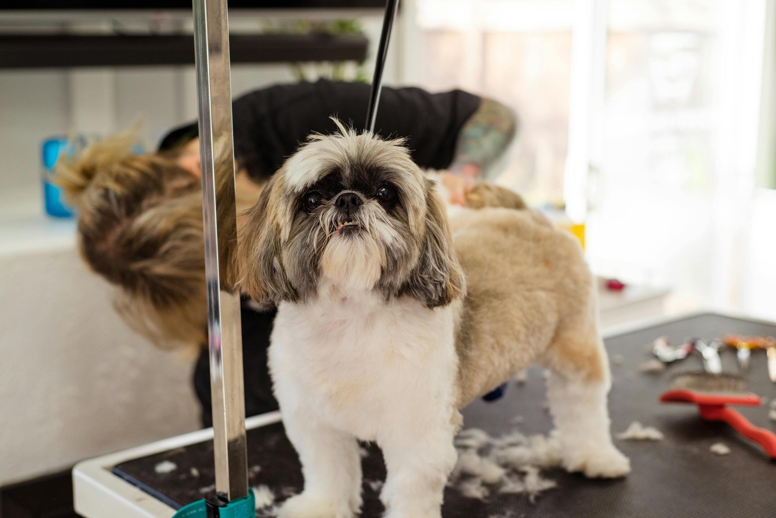 Flea and Tick Prevention Through Grooming
