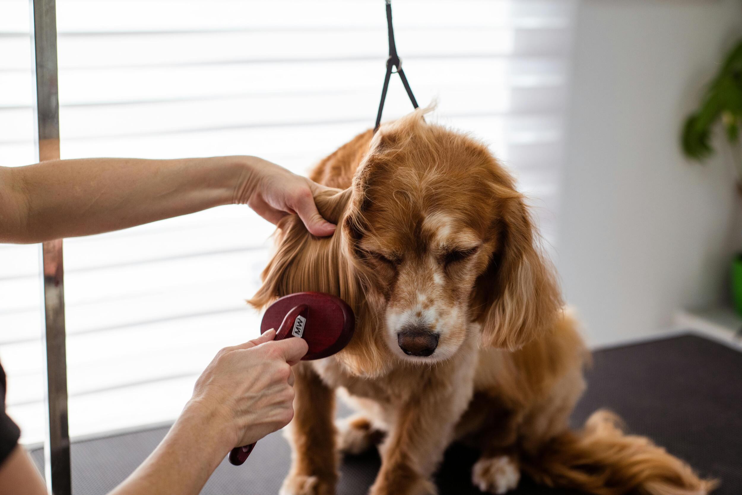 De-shedding Treatments: Are They Worth It?