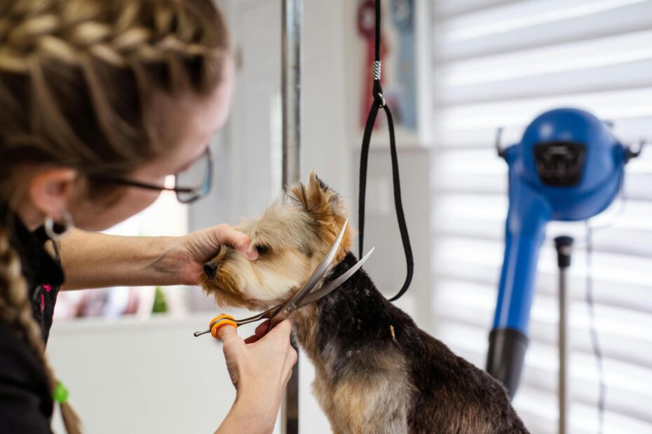 Seasonal Pet Grooming Needs