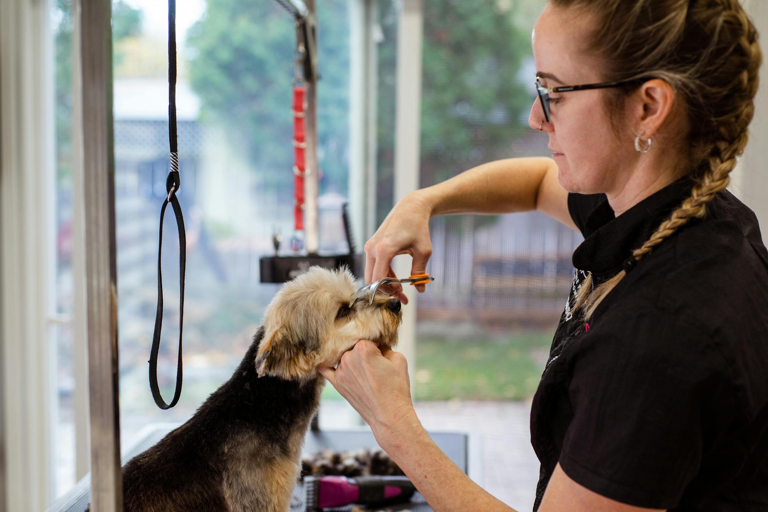 Puppy’s First Grooming Session