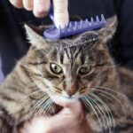 Understanding Feline Stress Signals During Grooming