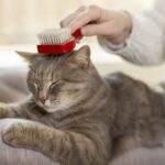 Why Cats Require Professional Grooming (Even Indoor Cats)