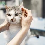Feline Coat Structure and Grooming Needs