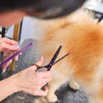 Why Shaving Double-Coated Dogs Can Cause Long-Term Damage