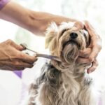 Breed-Specific Coat Care: Poodles, Doodles, Retrievers