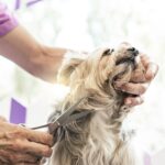 Grooming for Dogs with Seborrheic Skin Conditions
